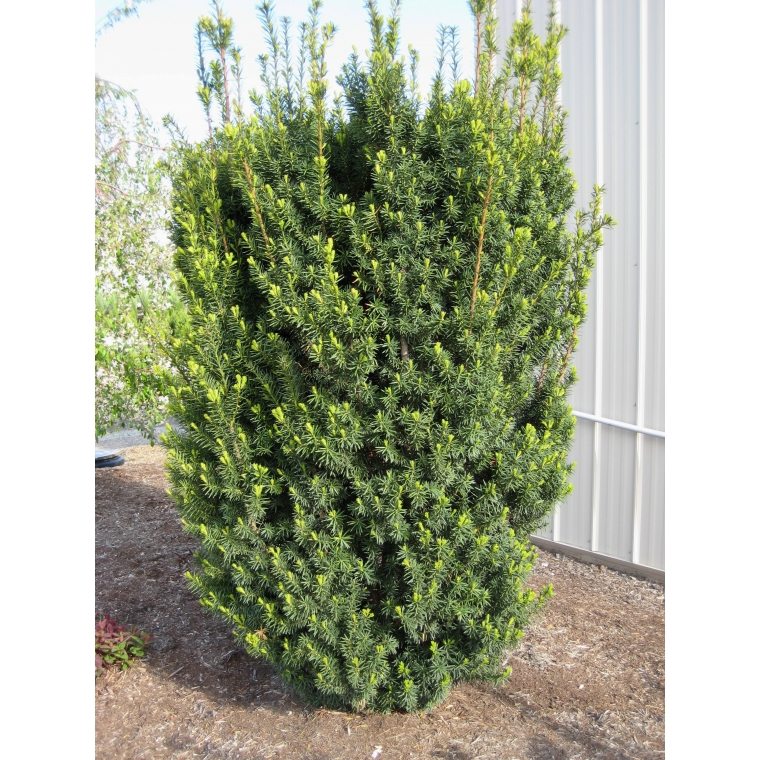 Taxus media'Hicksii' 