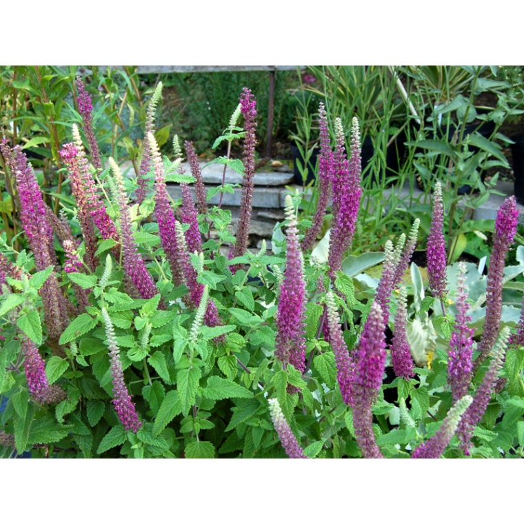 Teucrium hyrcanicum