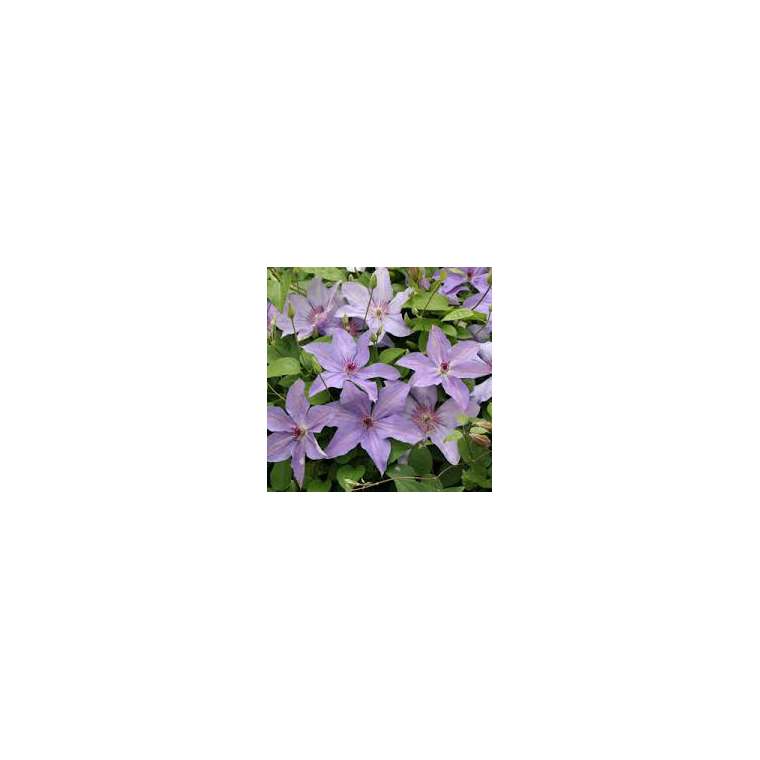 Clematis'Minister' 