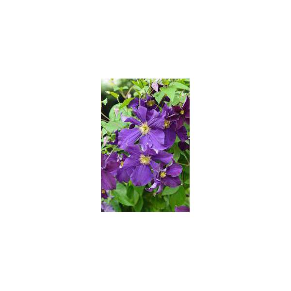 Clematis'Viola' 