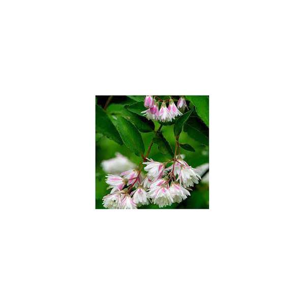 Deutzia scabra' Codsall Pink' 