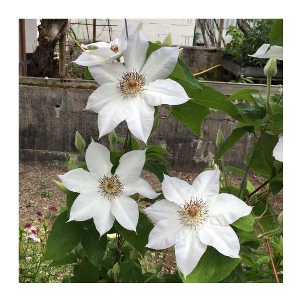 Clematis'Valge Daam 