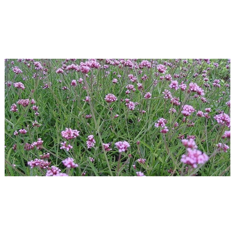 Verbena bonariensis'Lollypop'