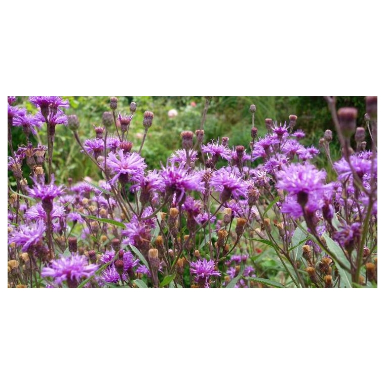 Vernonia crinita'Mammuth'