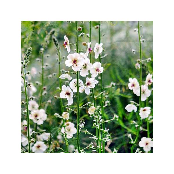 Verbascum blattaria'Albiflorum'