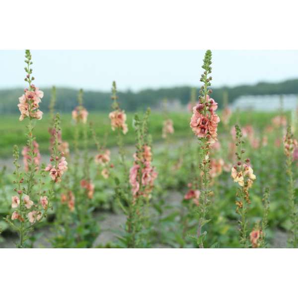 Verbascum'Royal Highland'