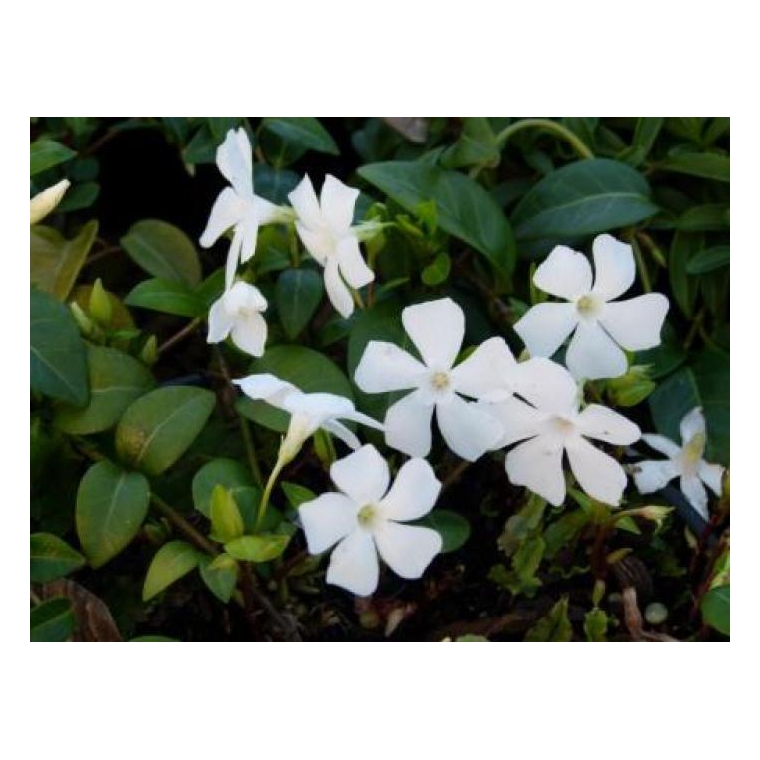 Vinca major'Alba'