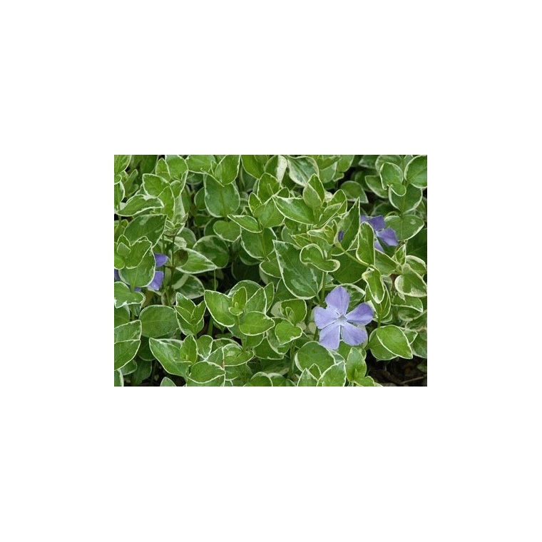 Vinca minor'Argenteovariegata'