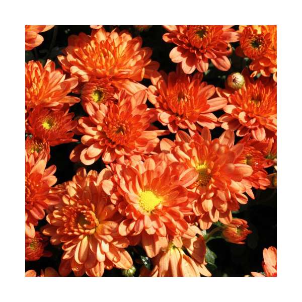 Chrysanthemum'Bronzekrone'