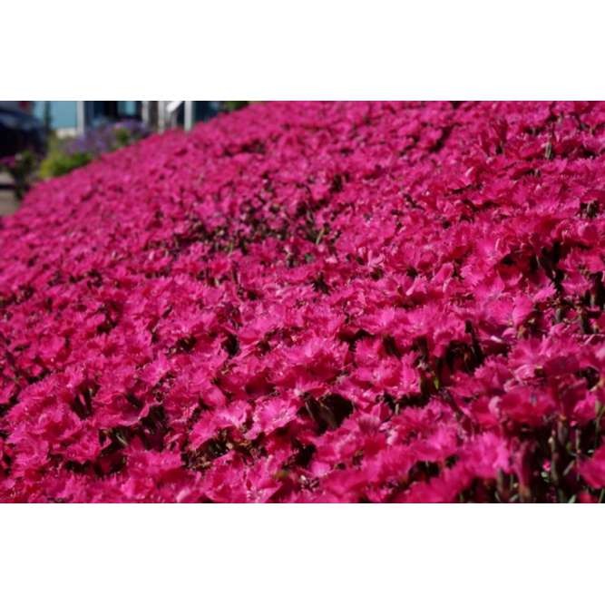 Dianthus'Vivid Bright Light'