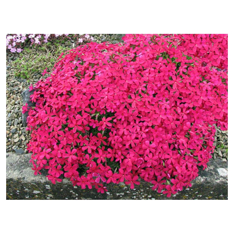 Phlox douglasii'Red Admiral'