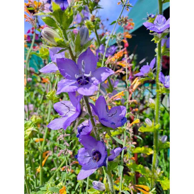 Campanula primulifolia