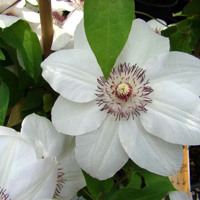 Clematis'Destiny' 