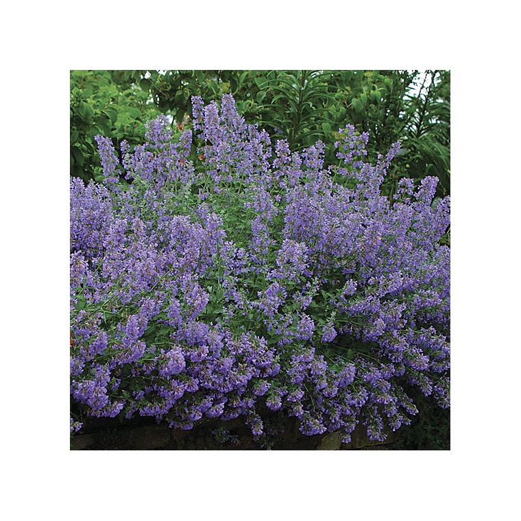 Nepeta'Walker's Low'