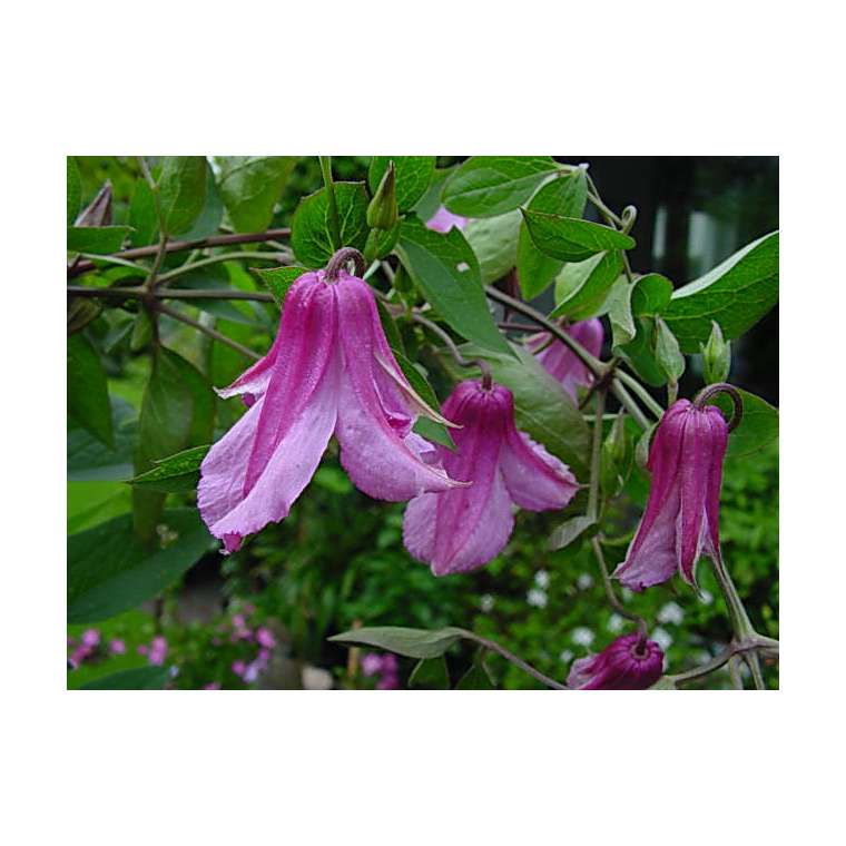 Clematis'Aljonushka' 