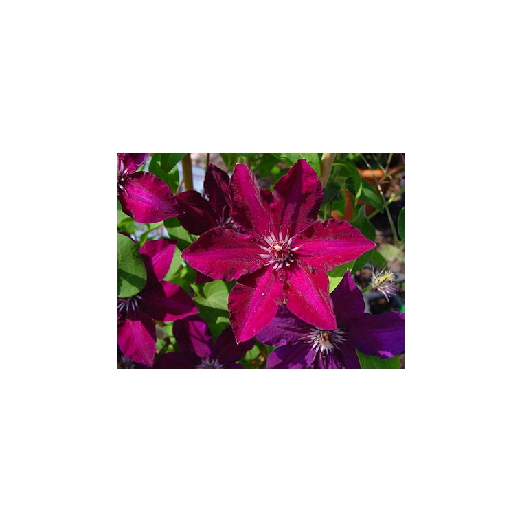 Clematis'Stasik' 