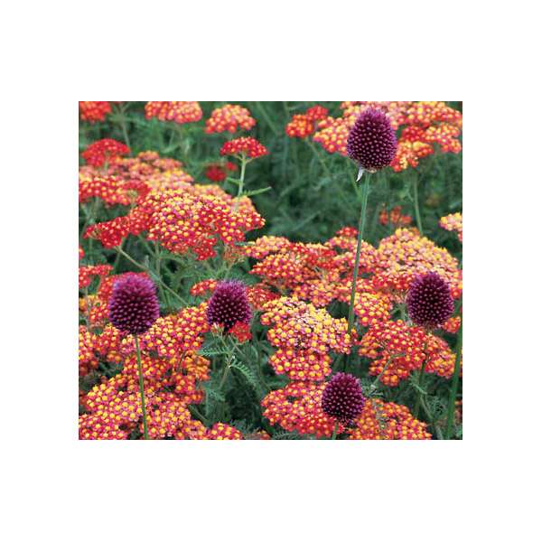 Achillea'Renata'