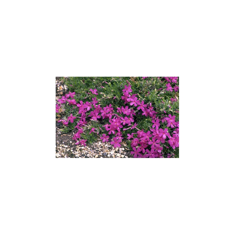 Phlox douglasii'Crackerjack'