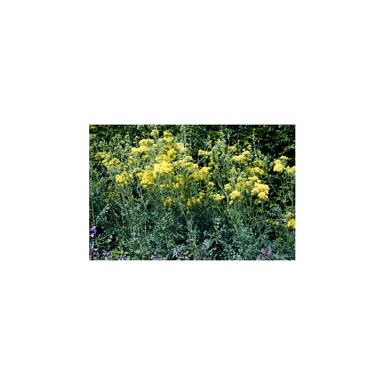 Thalictrum flavum glaucum