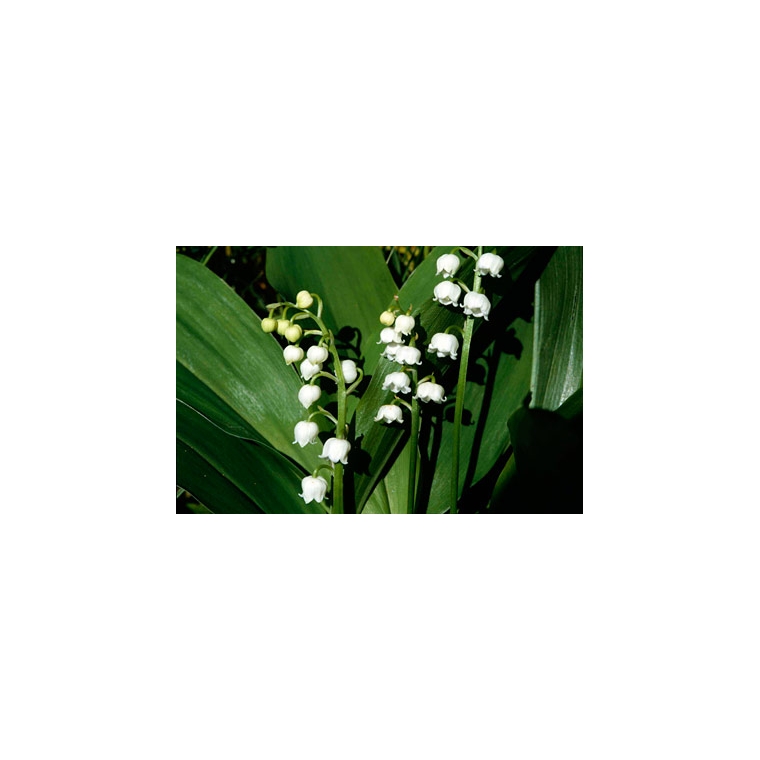 Convallaria majalis