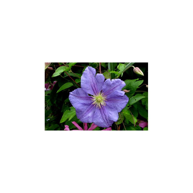 Clematis'Perle d'Azur' 