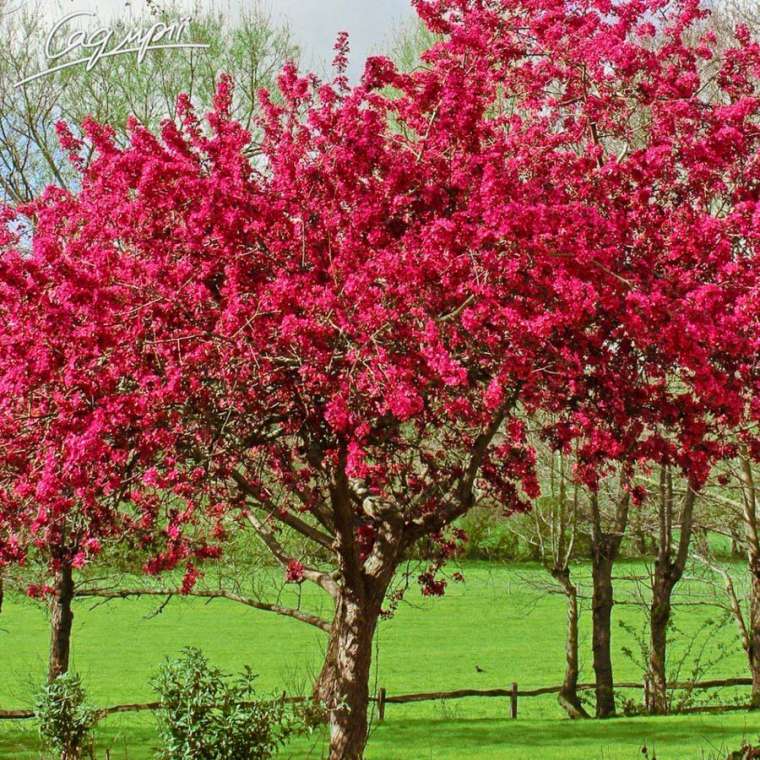 Malus toringo'Freja' 