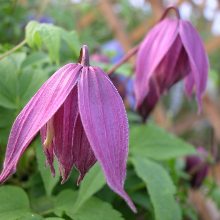 Clematis'Cragside' 